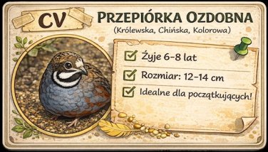 Przepiórka Chińska Ozdobna